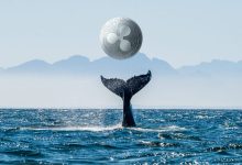 تراکنش بالای 100 هزار دلار توسط نهنگ های ریپل